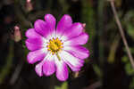 Bartram's rose gentian